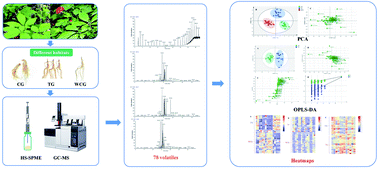 Graphical abstract: Non-targeted metabolomic analysis of variation of volatile fractions of ginseng from different habitats by HS-SPME-GC-MS coupled with chemometrics