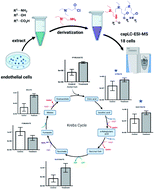 Graphical abstract: Analysis of endogenous metabolites using multifunctional derivatization and capillary RPLC-MS