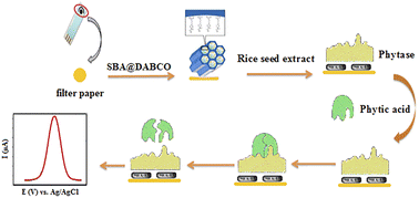 Graphical abstract: Phytic acid determination in food products using the extract of rice sprout and SBA@DABCO nanoparticle-modified filter paper as a novel electrochemical biosensor