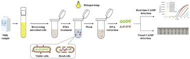 Graphical abstract: Real-time and visual detection of viable Salmonella in milk by a competitive annealing mediated isothermal amplification (CAMP) combined with propidium monoazide (PMA)