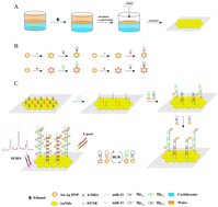 Graphical abstract: Sensitive SERS detection of oral squamous cell carcinoma-related miRNAs in saliva via a gold nanohexagon array coupled with hybridization chain reaction amplification