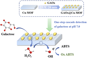 Graphical abstract: One step cascade detection of galactose based on a galactose oxidase-composited peroxidase nanozyme