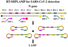 Graphical abstract: Novel reverse transcription-multiple inner primer loop-mediated isothermal amplification (RT-MIPLAMP) for visual and sensitive detection of SARS-CoV-2