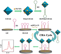 Graphical abstract: Recent advances on the electrochemical and optical biosensing strategies for monitoring microRNA-21: a review