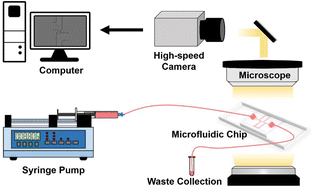 Graphical abstract: A high-throughput microfluidic device inspired by the Wheatstone bridge principle for characterizing the mechanical properties of single cells