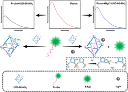 Graphical abstract: A signal-on fluorescent biosensor for mercury detection based on a cleavable phosphorothioate RNA fluorescent probe and metal–organic frameworks