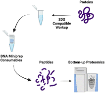 Graphical abstract: Miniprep assisted proteomics (MAP) for rapid proteomics sample preparation