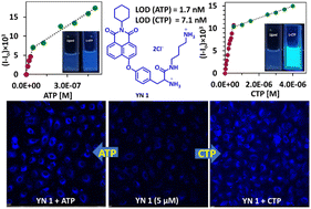 Graphical abstract: A naphthalimide-tyrosine-based dicationic amphiphile for intracellular ‘turn-on’ simultaneous detection of ATP and CTP