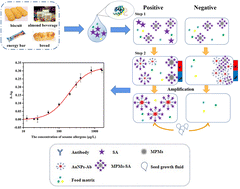 Graphical abstract: Immunocolorimetric assay based on amplified gold nanoparticles and magnetic separation beads for detection of sesame allergens in food