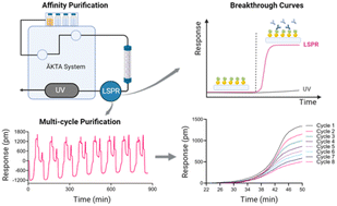 Graphical abstract: Process integrated biosensors for real-time monitoring of antibodies for automated affinity purification