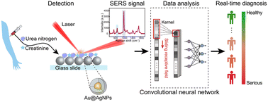 Graphical abstract: CNN-assisted SERS enables ultra-sensitive and simultaneous detection of Scr and BUN for rapid kidney function assessment