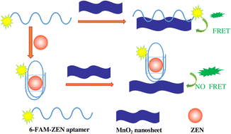Graphical abstract: A sensitive MnO2 nanosheet sensing platform based on a fluorescence aptamer sensor for the detection of zearalenone
