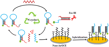 Graphical abstract: A signal-on electrochemical DNA biosensor based on exonuclease III-assisted recycling amplification
