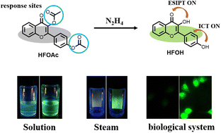 Graphical abstract: A fluorescent probe for the detection of N2H4 in solution, steam, and the biological system