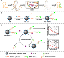 Graphical abstract: A highly sensitive competitive aptasensor for AFB1 detection based on an exonuclease-assisted target recycling amplification strategy