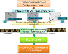 Graphical abstract: A MALDI-MS-based impact assessment of ZnO nanoparticles, nanorods and quantum dots on the lipid profile of bacterial pathogens