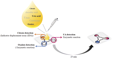 Graphical abstract: Simultaneous colorimetric detection of nephrolithiasis biomarkers using a microfluidic paper-based analytical device