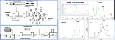 Graphical abstract: Fractionation and online mass spectrometry based on imaged capillary isoelectric focusing (icIEF) for characterizing charge heterogeneity of therapeutic antibody