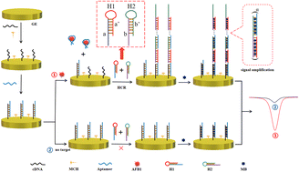 Graphical abstract: An electrochemical biosensor for the detection of aflatoxin B1 based on the specific aptamer and HCR biological magnification