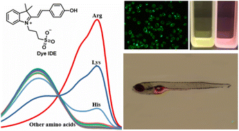 Graphical abstract: A ratiometric fluorescent dye for detection of Lys and Arg and its bioimaging in live cells and zebrafish larvae