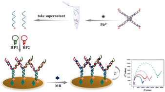 Graphical abstract: An efficient electrochemical biosensor for the detection of heavy metal lead in food based on magnetic separation strategy and Y-DNA structure