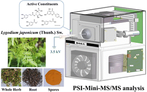 Graphical abstract: Rapid quality evaluation of Chinese herbal medicines using a miniature mass spectrometer: Lygodium japonicum (Thunb.) Sw. as an example