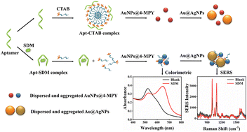 Graphical abstract: An aptamer-based colorimetric/SERS dual-mode sensing strategy for the detection of sulfadimethoxine residues in animal-derived foods