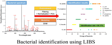 Graphical abstract: Study on direct identification of bacteria by laser-induced breakdown spectroscopy