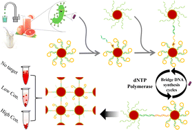Graphical abstract: Bridge-DNA synthesis triggered by an allosteric aptamer for the colorimetric detection of pathogenic bacteria