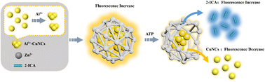 Graphical abstract: A dual-emission ratiometric fluorescent sensor based on copper nanoclusters encapsulated in zeolitic imidazolate framework-90 for rapid detection and imaging of adenosine triphosphate