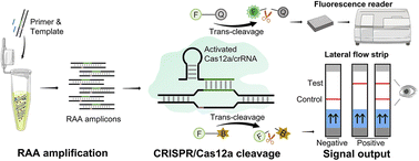 Graphical abstract: CRISPR/Cas12a-mediated ultrasensitive and on-site monkeypox viral testing