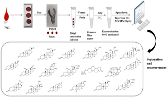 Graphical abstract: Simultaneous measurement of 19 steroid hormones in dried blood spots using ultra-performance liquid chromatography-tandem mass spectrometry