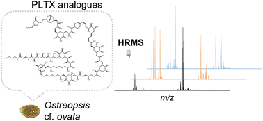 Graphical abstract: Multiply charged ion profiles in the UHPLC-HRMS analysis of palytoxin analogues from Ostreopsis cf. ovata blooms