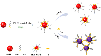 Graphical abstract: A novel AuNP colorimetric sensor based on a polyadenine probe for ultra-sensitive detection of Ag+