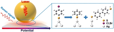 Graphical abstract: In situ Raman monitoring of electroreductive dehalogenation of aryl halides at an Ag/aqueous solution interface