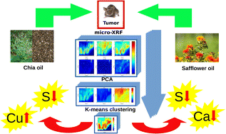 Graphical abstract: Study of anti-tumorigenic actions of essential fatty acids in a murine mammary gland adenocarcinoma by micro-XRF