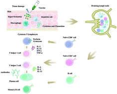 Graphical abstract: Engineering optimal vaccination strategies: effects of physical properties of the delivery system on functions