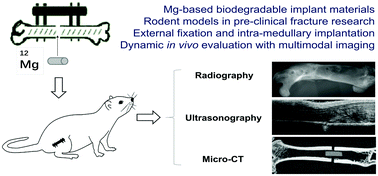 Graphical abstract: Dynamic in vivo monitoring of fracture healing process in response to magnesium implant with multimodal imaging: pilot longitudinal study in a rat external fixation model