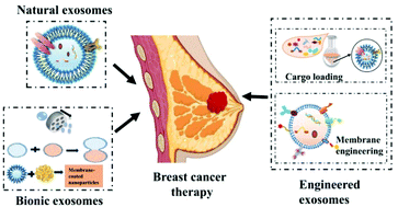 Graphical abstract: Exosome-based delivery nanoplatforms: next-generation theranostic platforms for breast cancer