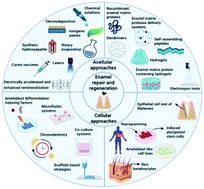 Graphical abstract: Novel trends, challenges and new perspectives for enamel repair and regeneration to treat dental defects