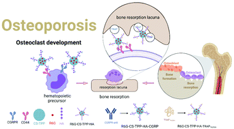 Graphical abstract: A novel nano delivery system targeting different stages of osteoclasts