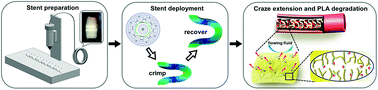 Graphical abstract: Preparation of 4D printed peripheral vascular stent and its degradation behavior under fluid shear stress after deployment