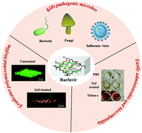 Graphical abstract: An easy-to-use antimicrobial hydrogel effectively kills bacteria, fungi, and influenza virus