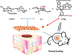 Graphical abstract: An oxygen-sensitive probe and a hydrogel for optical imaging and photodynamic antimicrobial chemotherapy of chronic wounds