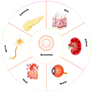 Graphical abstract: Exosomes for diabetes syndrome: ongoing applications and perspective