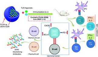 Graphical abstract: Tetravalent formulation of polymeric nanoparticle-based vaccine induces a potent immune response against dengue virus