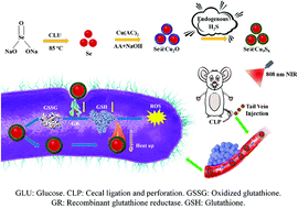 Graphical abstract: A rational design of copper–selenium nanoclusters that cures sepsis by consuming endogenous H2S to trigger photothermal therapy and ROS burst