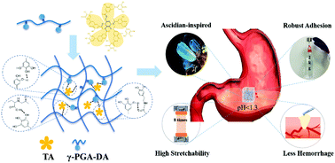 Graphical abstract: Ascidian-inspired aciduric hydrogels with high stretchability and adhesiveness promote gastric hemostasis and wound healing