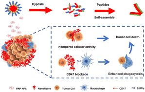 Graphical abstract: Blocking CD47 with restructured peptide nanoparticles for motivating phagocytosis to inhibit tumor progression