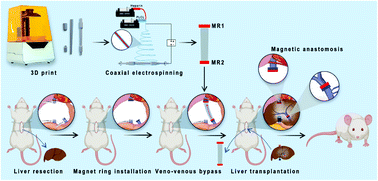 Graphical abstract: Regional anticoagulation magnetic artificial blood vessels constructed by heparin-PLCL core–shell nanofibers for rapid deployment of veno-venous bypass